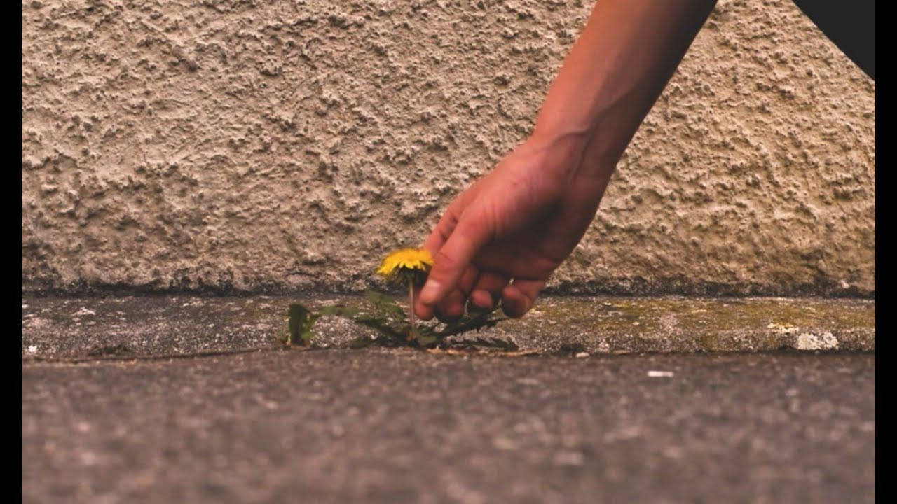 Lyca - Dandelion