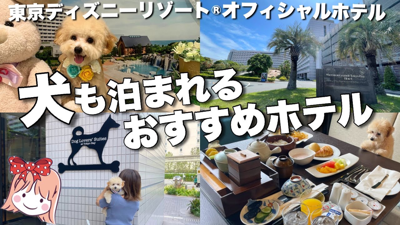 舞浜のワンちゃんと泊まれるホテルが最高だった...🐶【シェラトン・グランデ・トーキョーベイ・ホテル】