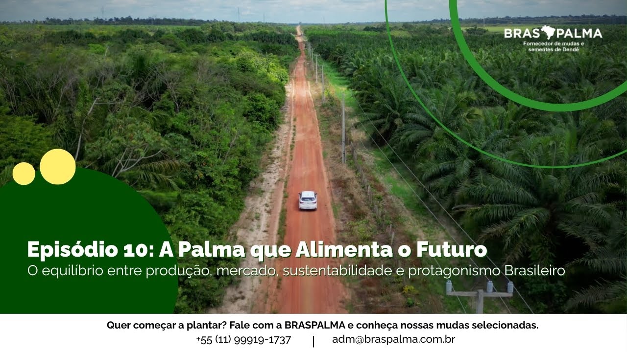 A Palma que Alimenta o Futuro: O Equilíbrio entre Produção e Mercado, Sustentabilidade