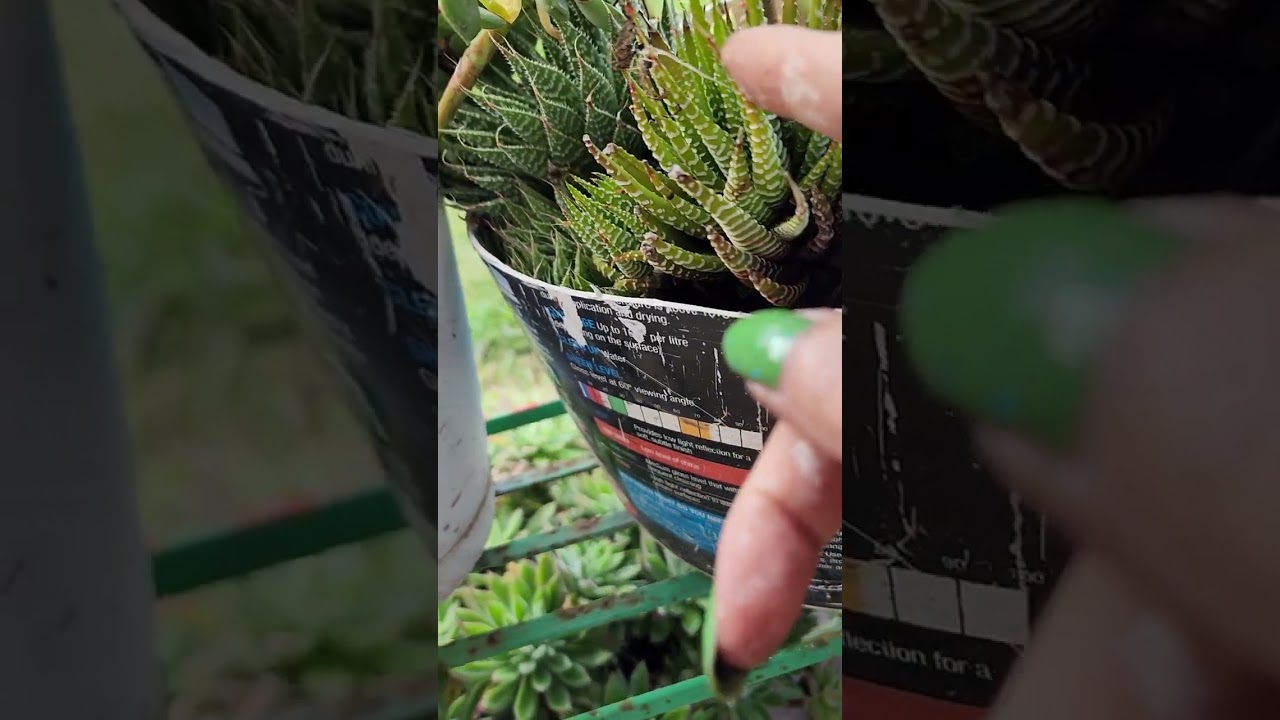 paint bucket use as a plant pot.#shortvedio