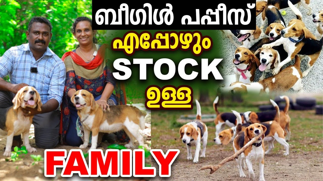 എപ്പോഴും BEAGLE PUPPY STOCK ഉള്ള ദേവികയുടെ കിടിലന്‍ KENNEL | Top Quality Beagle Dogs | BEEGU PETS