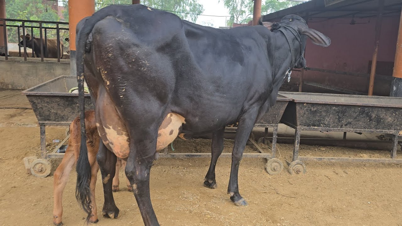 New Year 2026 GIRLANDO COWS- Pair Available for Sale at Chopra Dairy Farm 70096-45902 