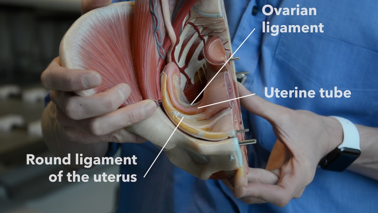 Female reproductive system - internal organs (part 2)