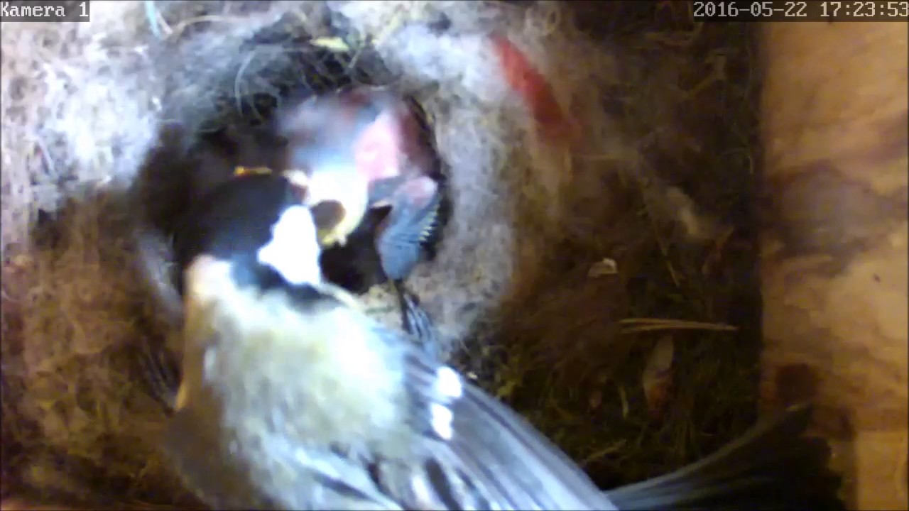Great tit nesting and hatching in the spring of 2016