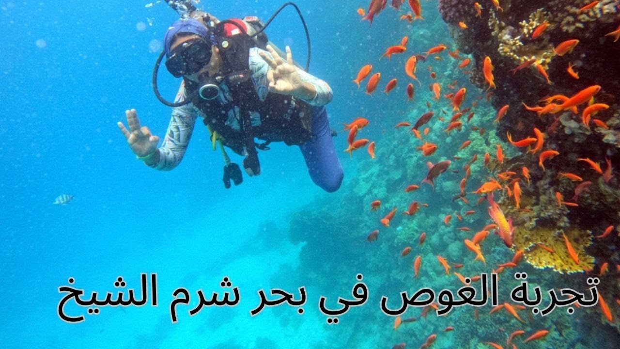 شرم الشيخ 3: رحلة في اليخت 🛥 تجربة الغوص لأول مرة 🐟 زرنا الجزيرة البيضاء 🏖