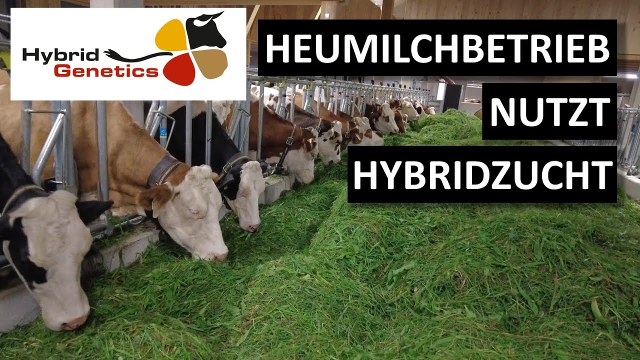 Dominik Wurzrainer besamt seine Fleckviehk&uuml;he mit Montb&eacute;liarde und  Rotvieh #landwirtschaft