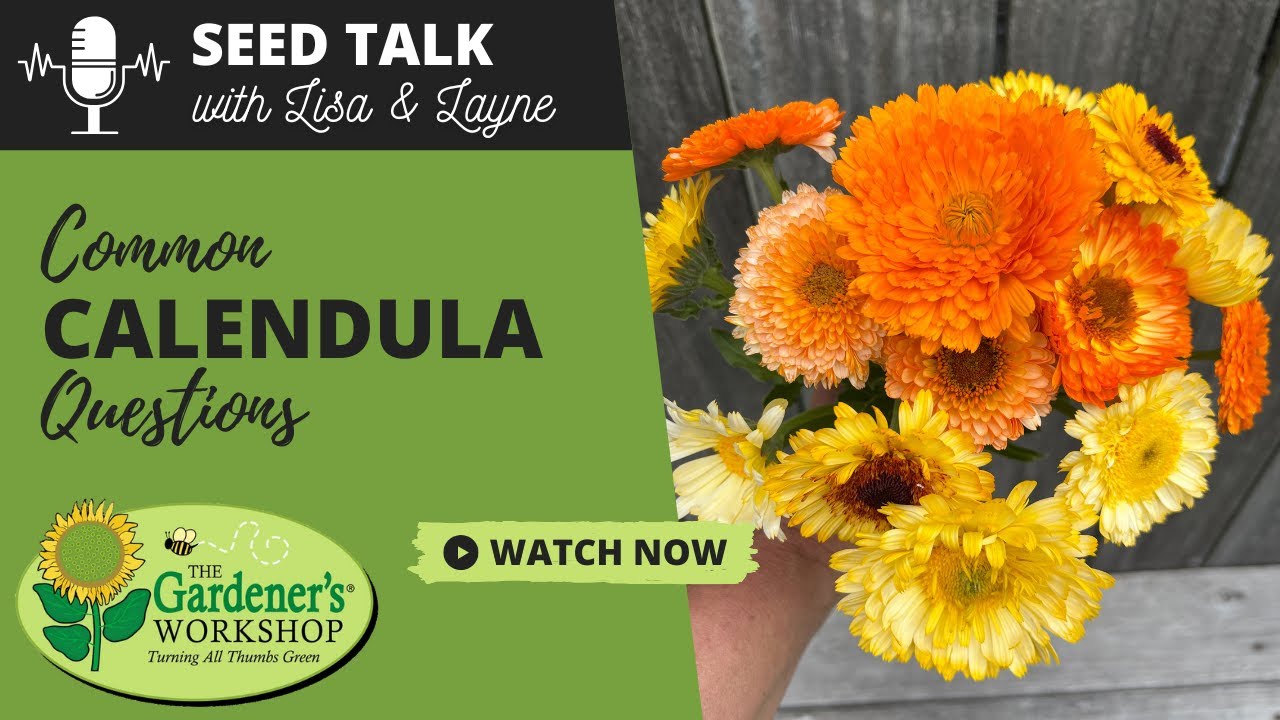 Seed Talk #126 - Common Calendula Questions