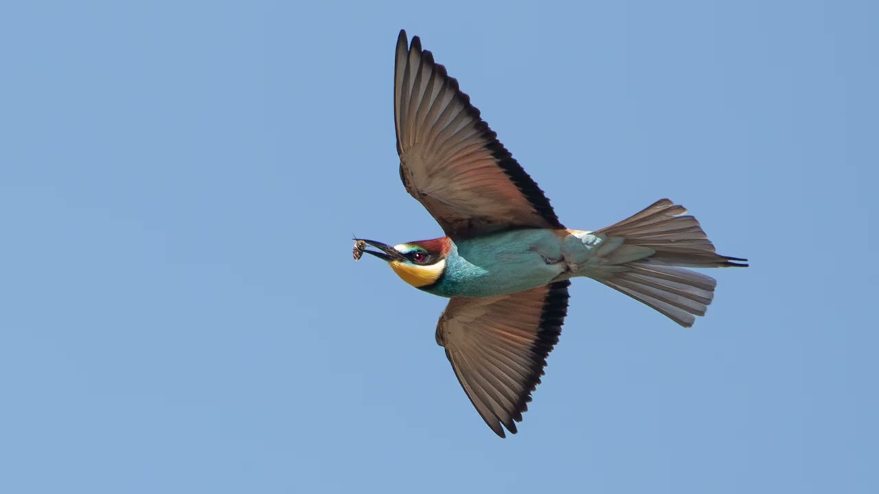 Birdingbreaks reis naar Lesbos 2025