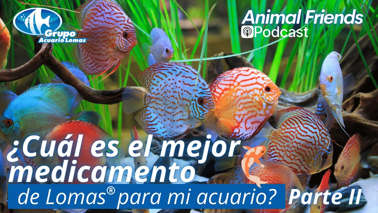 Animal Friends Podcast - 