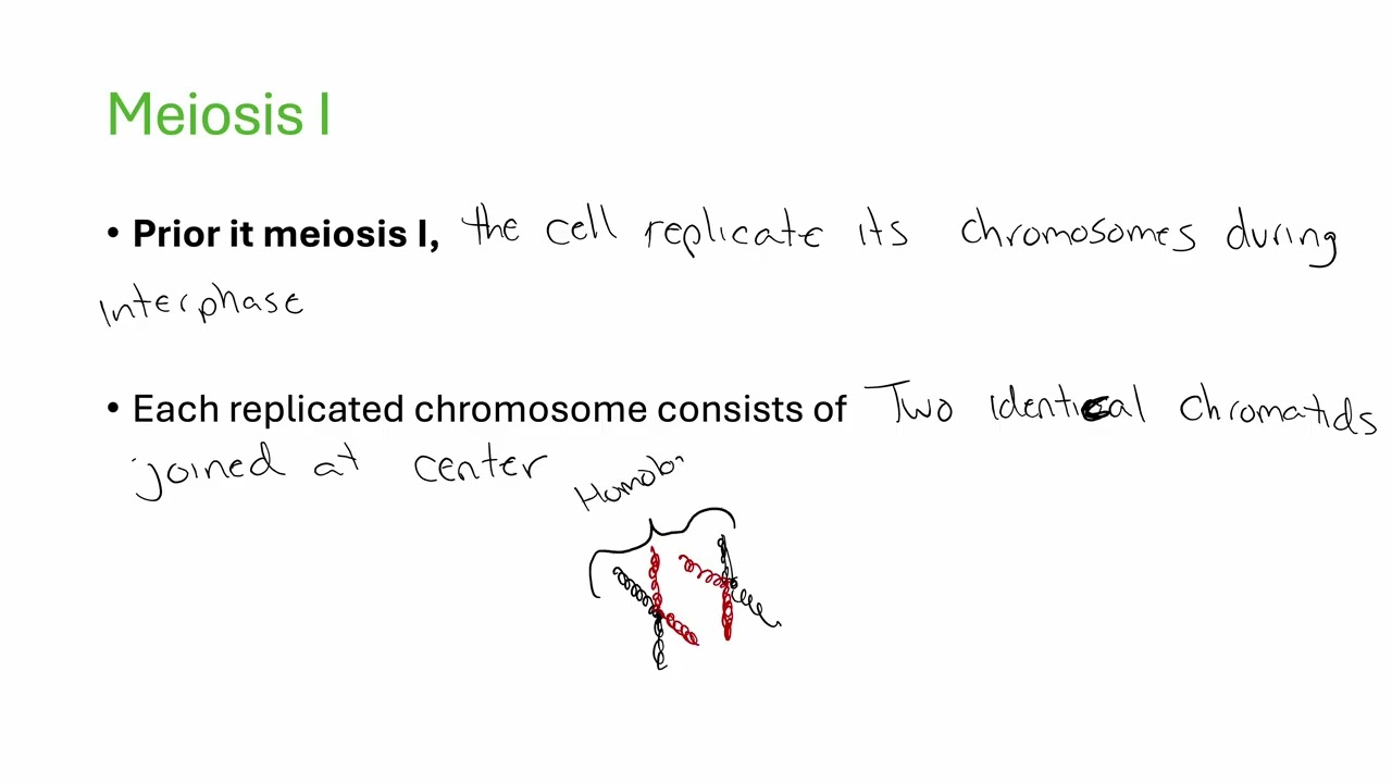 Meiosis