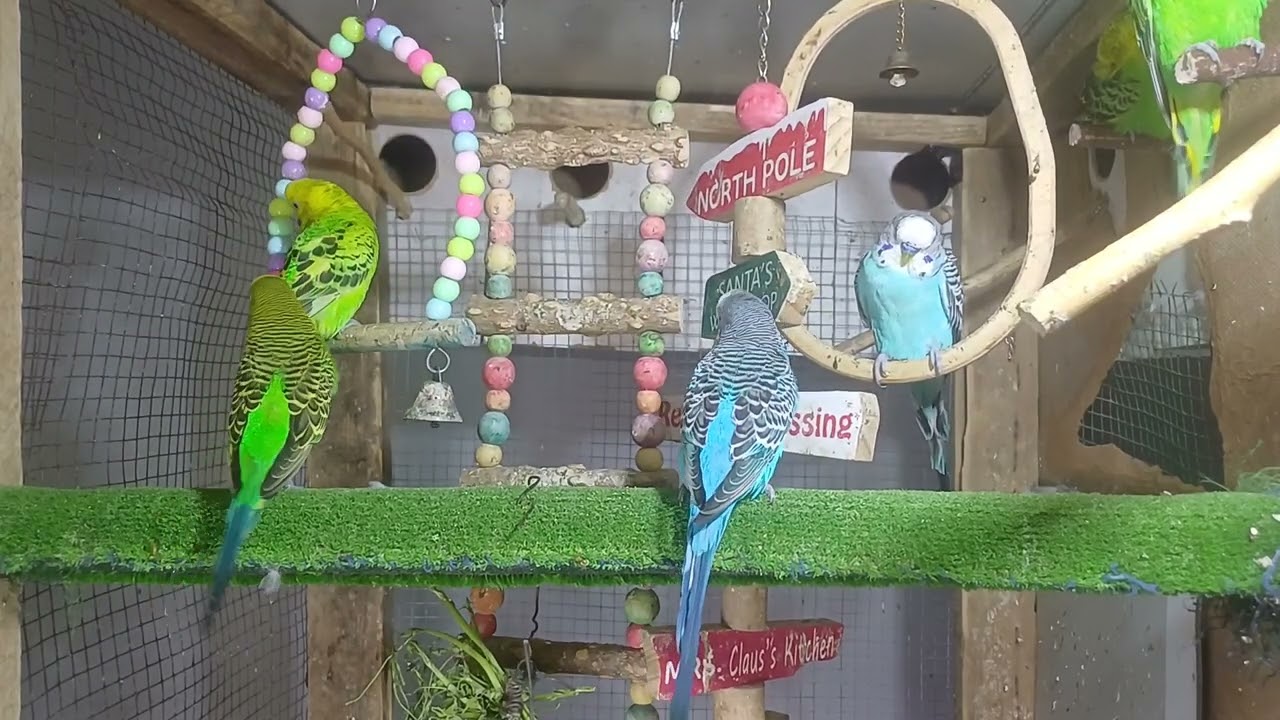Today’s guest – the talkative parrot 😅