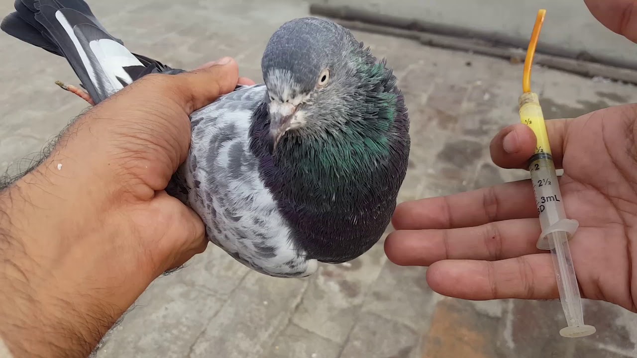Ager Kabootar Pani Pe Kar Sedha Khra Ho Jay Tu Us Ka Illaj