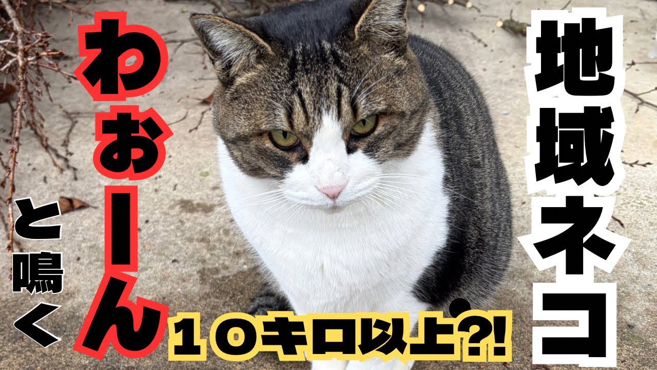 【地域猫】わぉーんと鳴く巨大な猫がいます