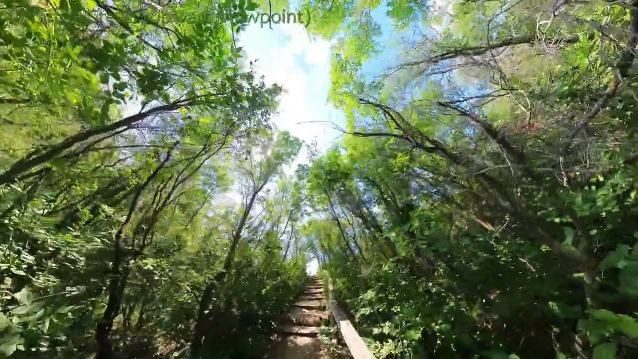 Pike Lake Provincial Park, A Gift of Green (Upward Viewpoint)