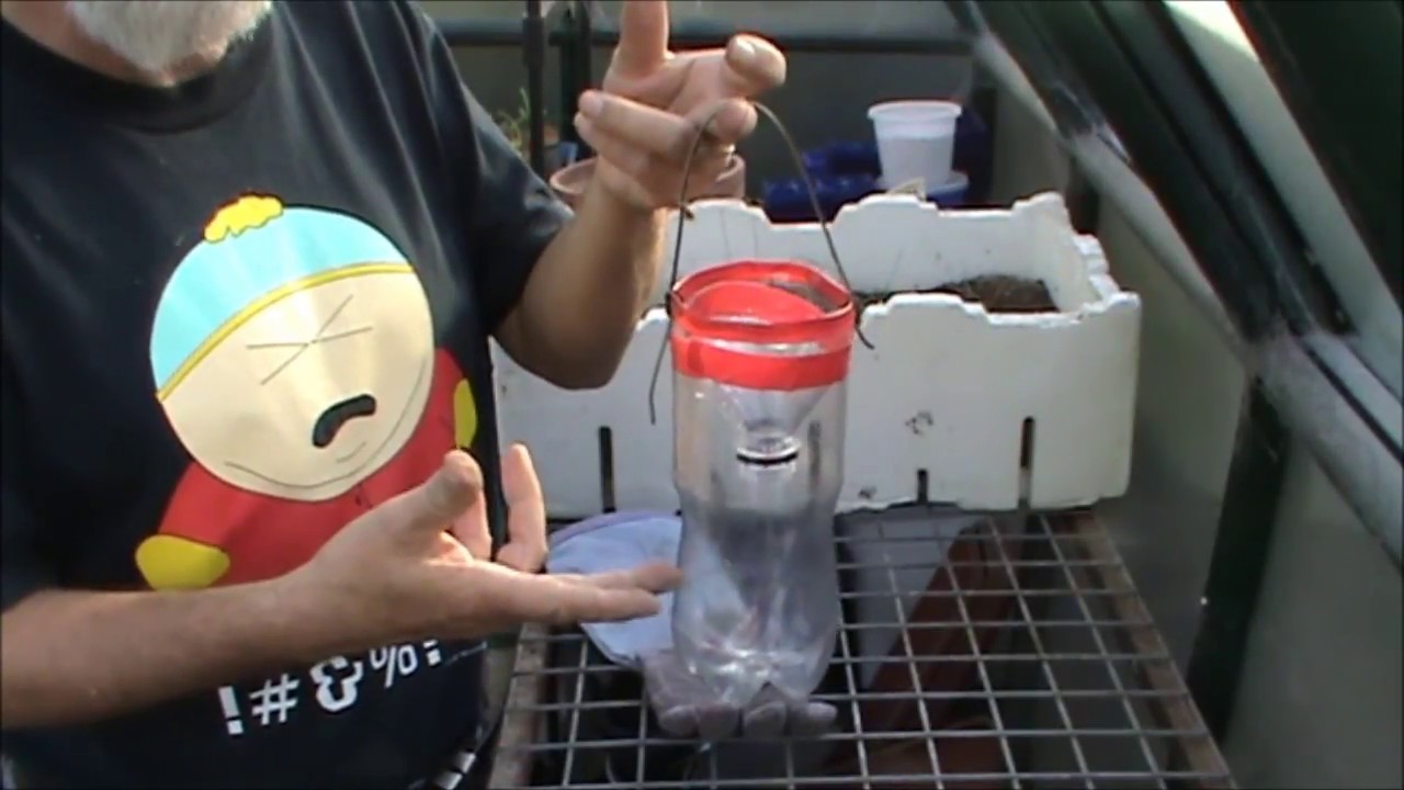 Making a Fruit Fly Trap