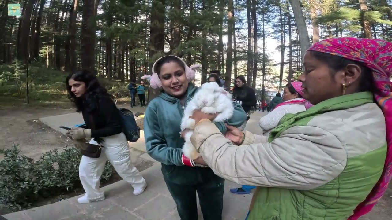 Manali Escapade: Riverside Bliss, Hadimba Mandir, Siddu Delights, and a Peek into Our Cozy Retreat!