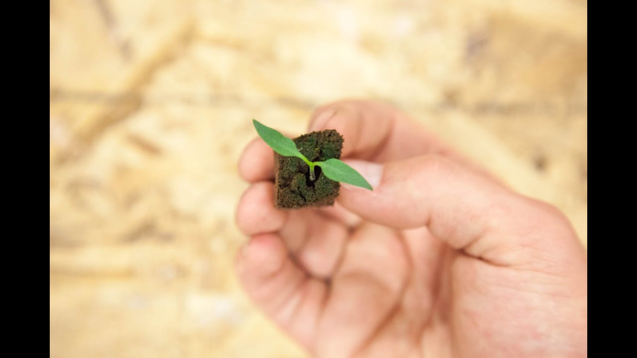 Mold or Algae Growing on Top Soil | Seedling Troubleshooting