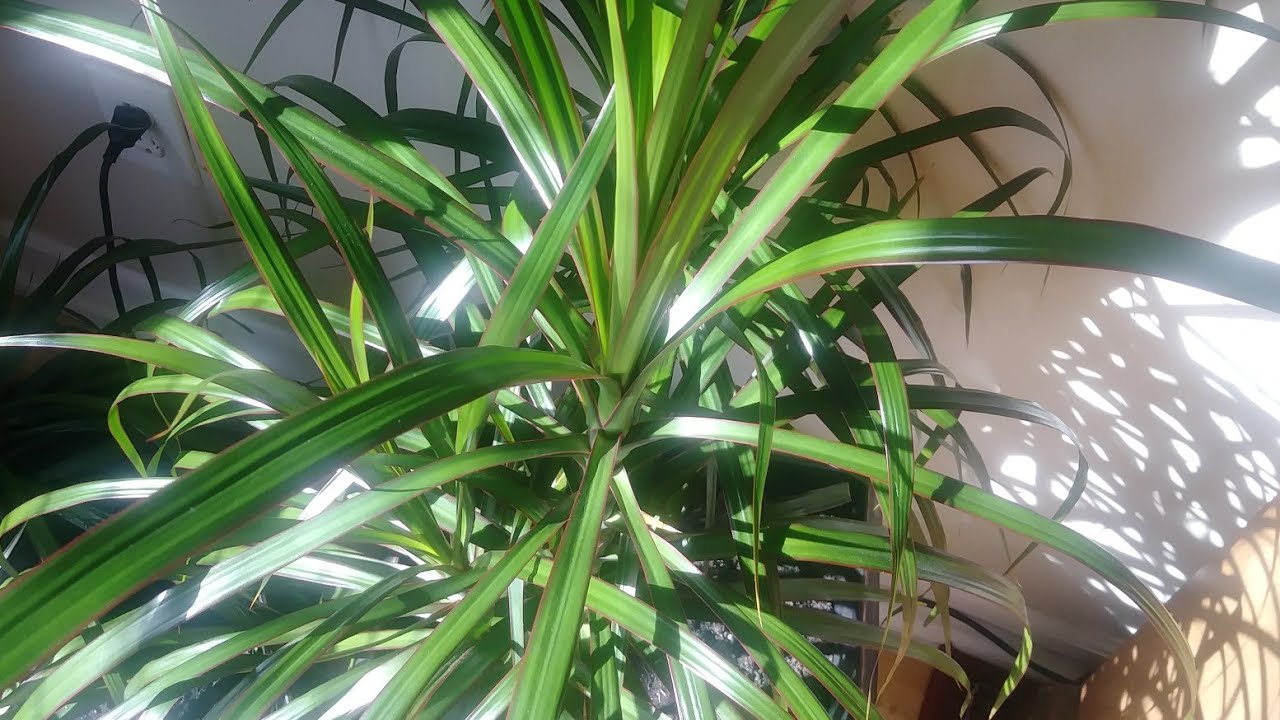 نقل نبات الدراسينا الى مكان اكبر مع نتيجه نموها خطوة ابخطوة dracaena ومعلومات مفيده