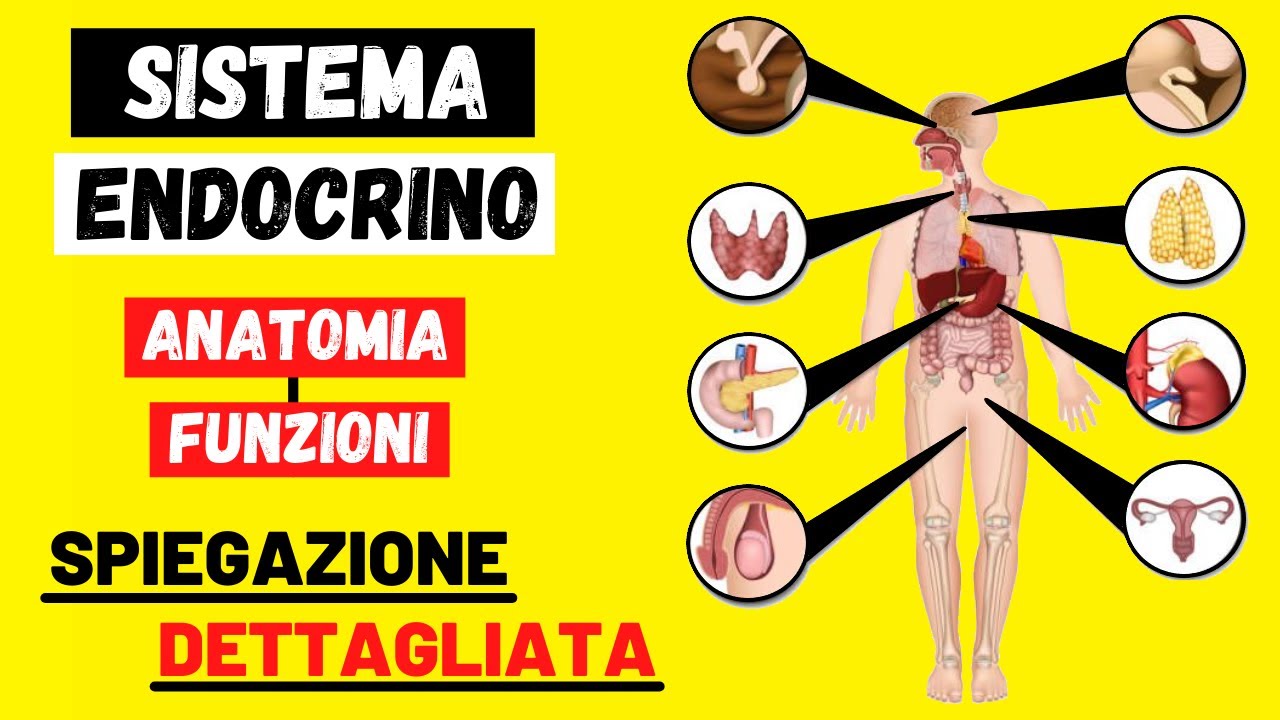 SISTEMA ENDOCRINO anatomia e fisiologia: cos'è? Funzioni e da quali organi è formato? - Corpo Umano