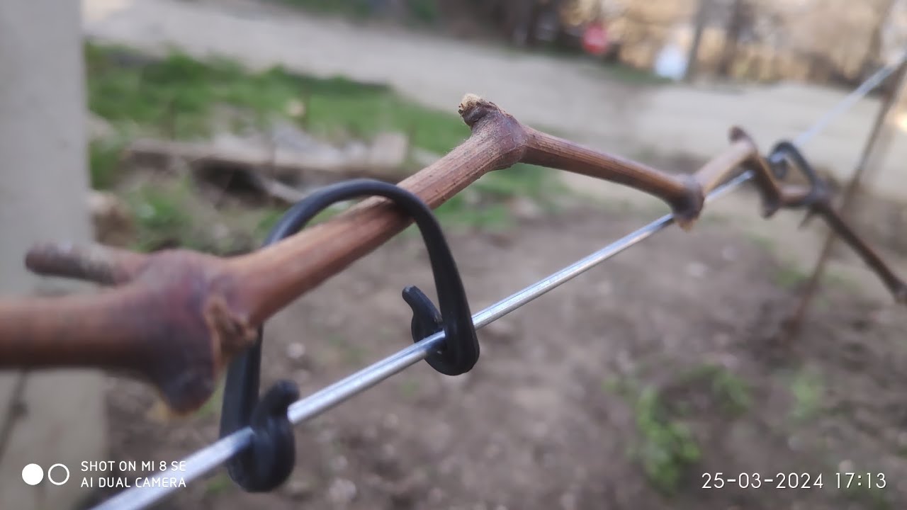 Шпалера для винограда в одну плоскость из арматуры