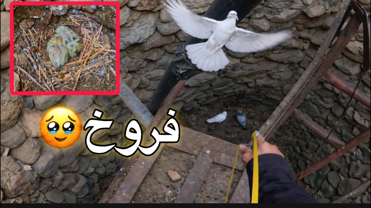 رميتهم وطاحو في البير! العيش في البريه 