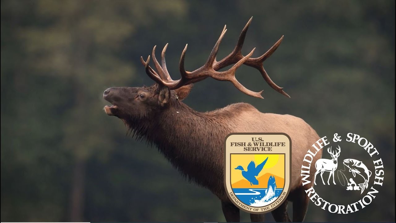 Elk Restoration in the Eastern United States