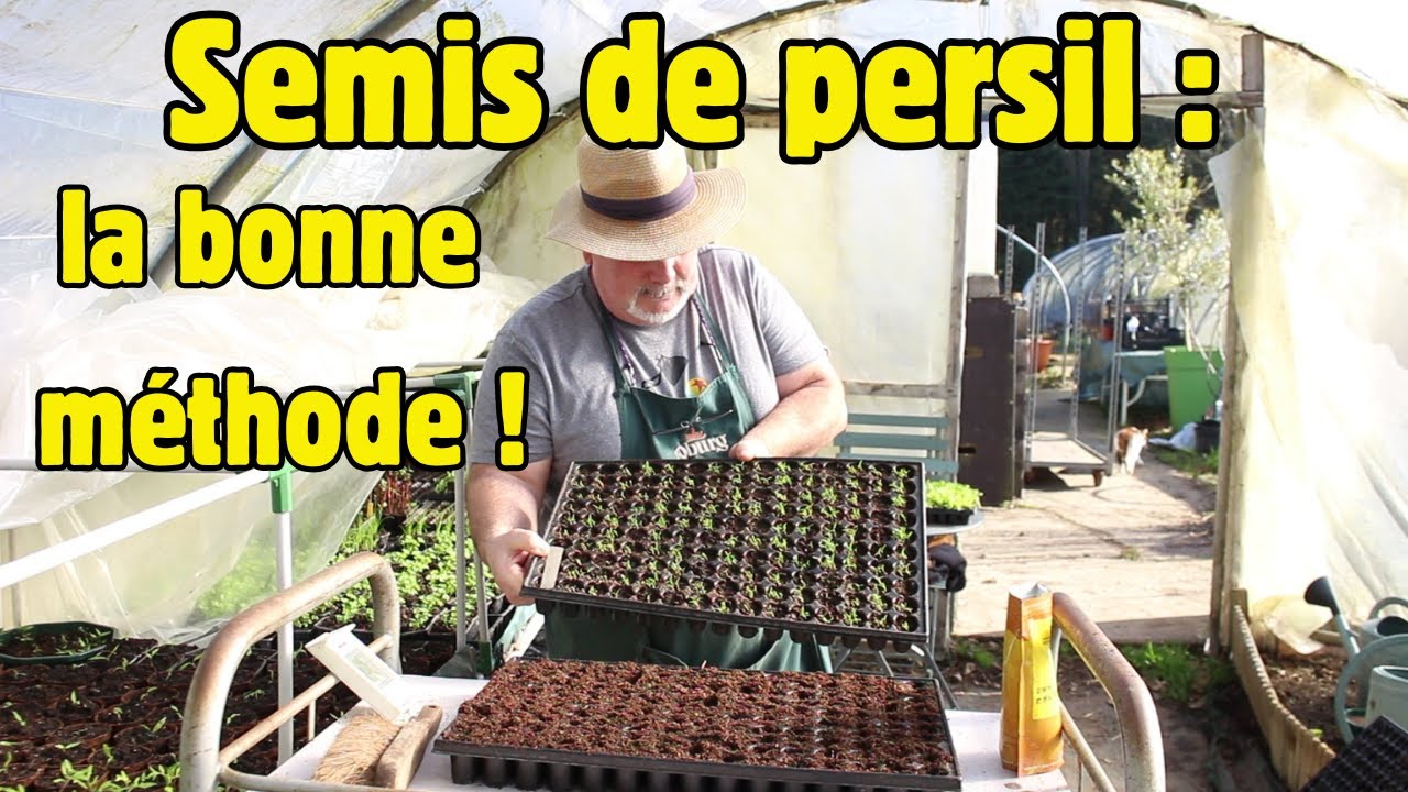 Quelle est la meilleure méthode pour réussir son semis de persil ?