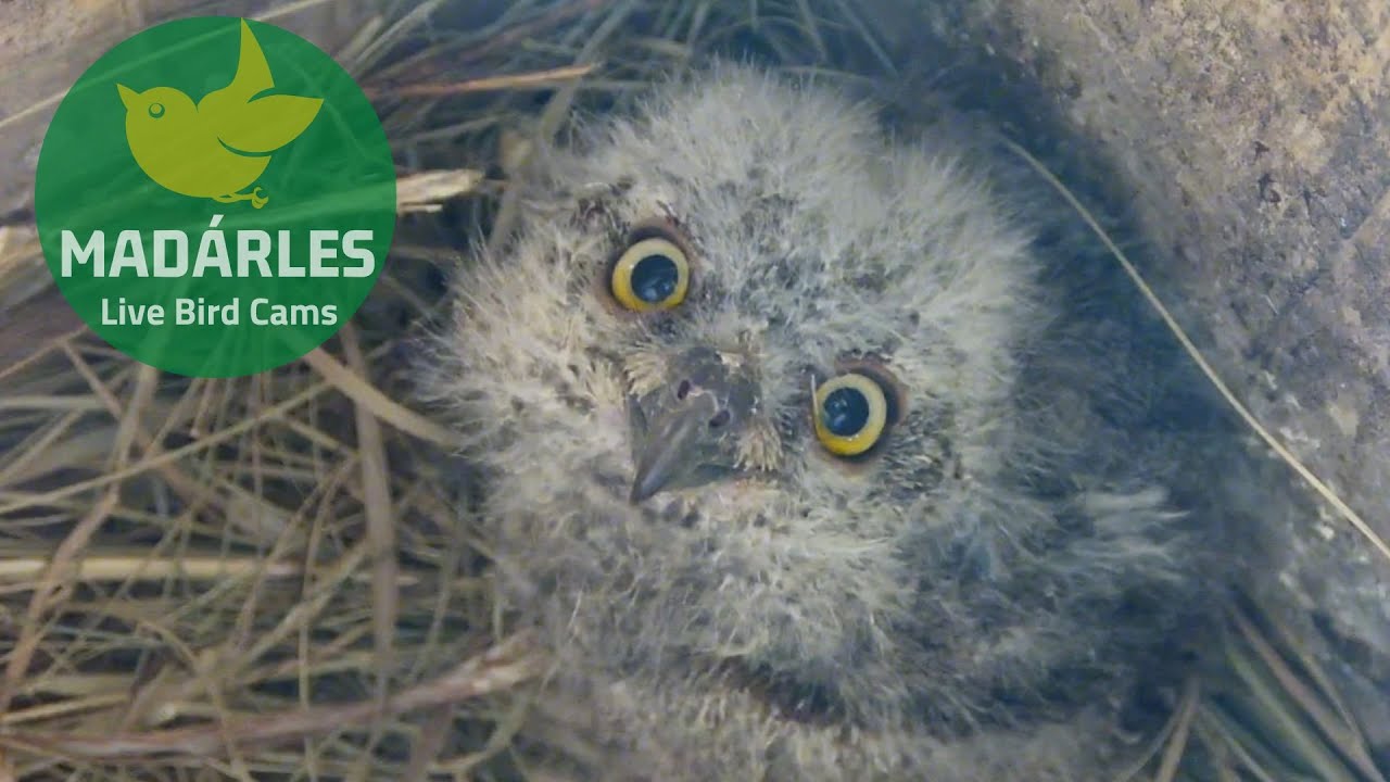 Scops Owl chick cuteness