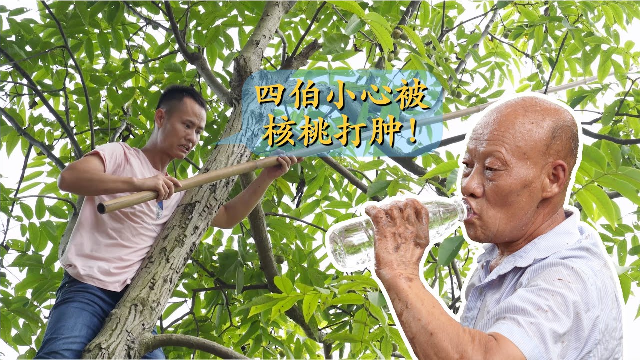 王刚老家核桃树丰收百斤，爬树打点清香的鲜核桃给家人吃(请打开cc字幕看字幕)