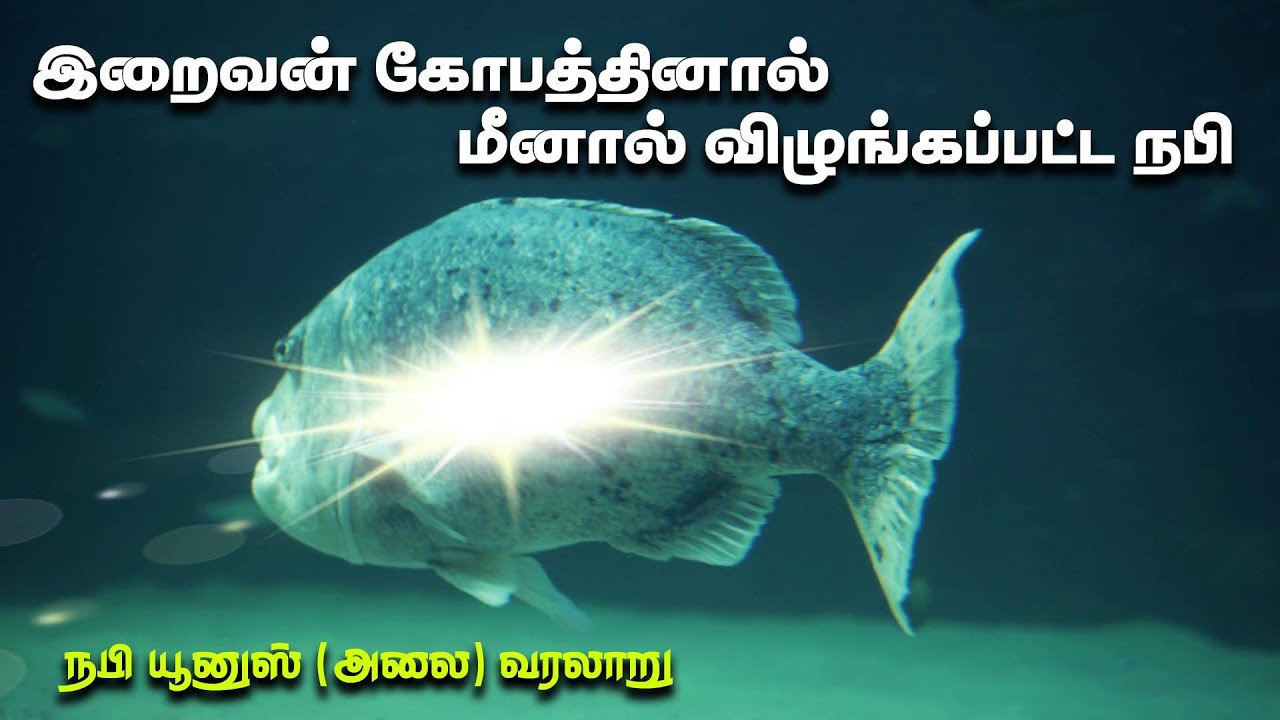 இறைவன் கோபத்தினால் மீனால் விழுங்கப்பட்ட நபி | நபி யூனுஸ் (அலை) அவர்களின் வரலாறு |