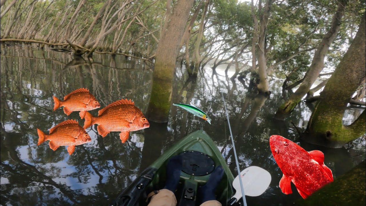 Mangrove jungle holds Aggressive Fish!-(port of Brisbane)