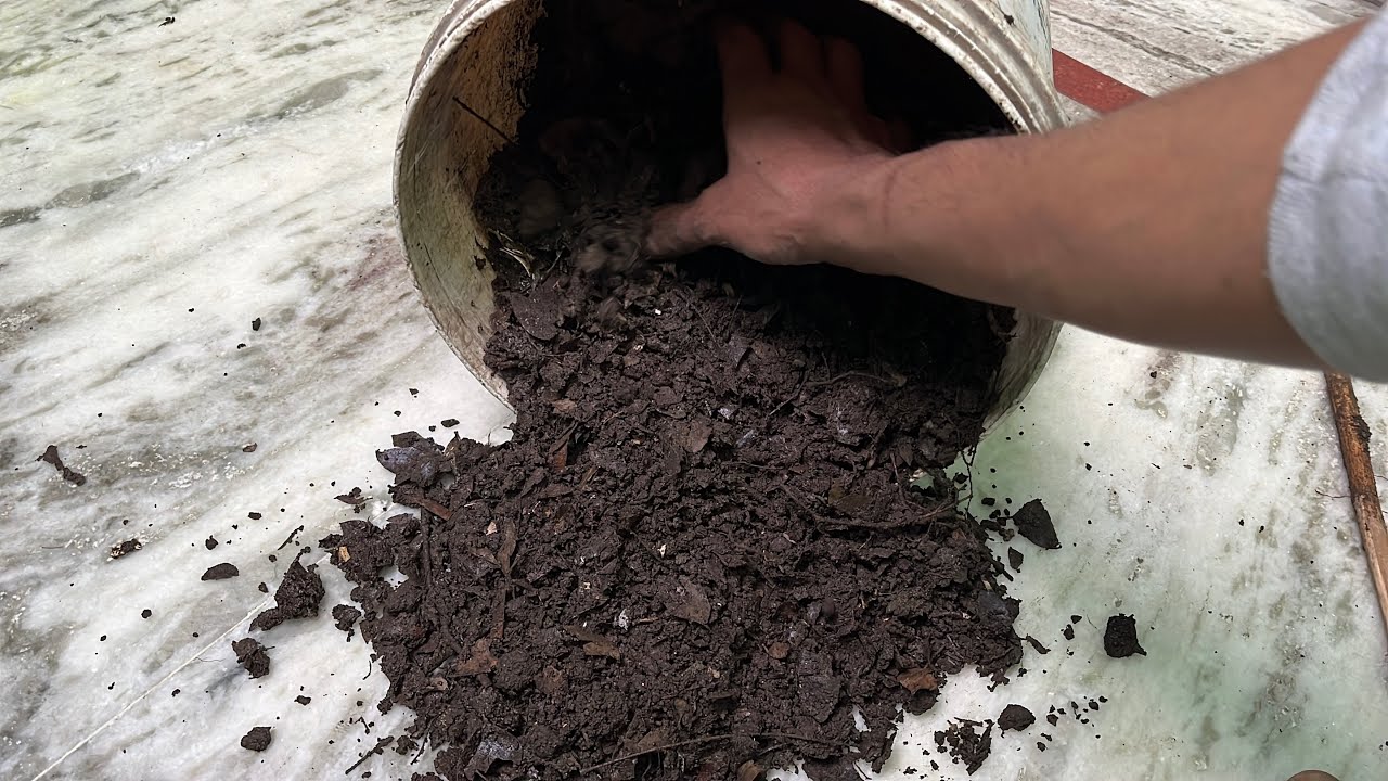 घर पर बनाए 100 गुना Organic खाद।Make  100x powerfull organic fertilizer at home for free | part -2