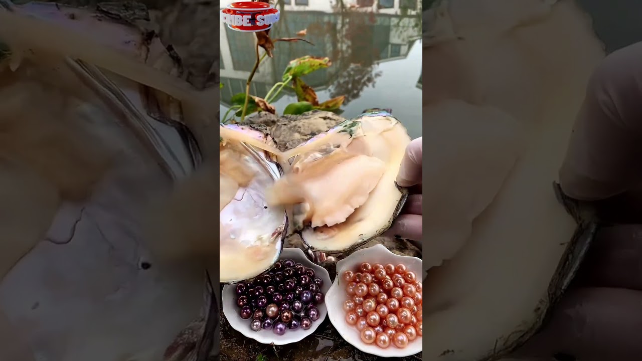 The Pearl: Witness the Extraction Process #shorts #pearl
