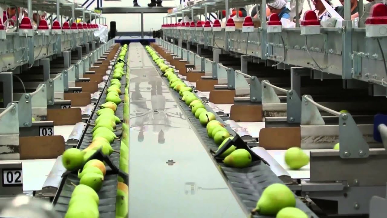 Processing, sorting and grading machines and lines for Rounded Pears.
