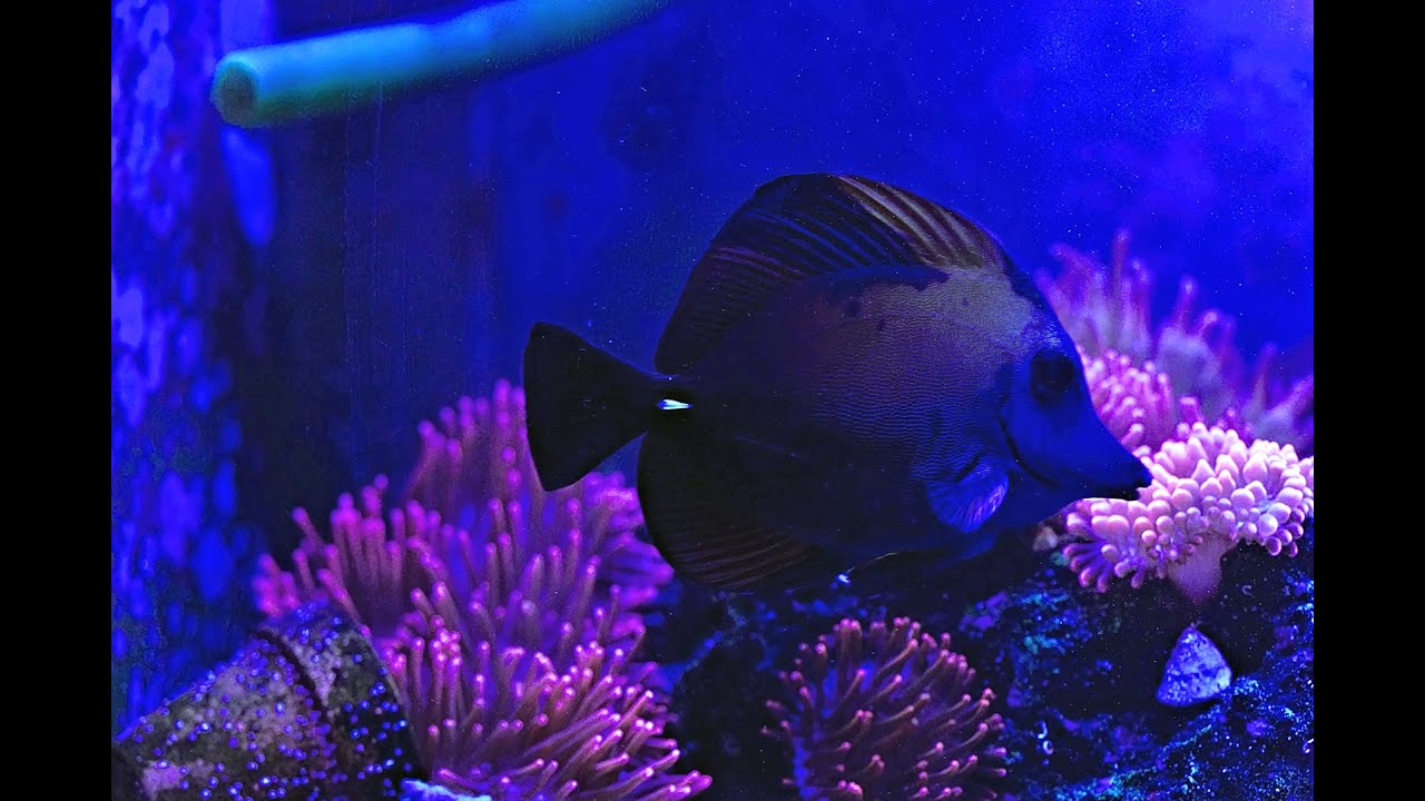 How I treat ich in the main display reef tank 4K