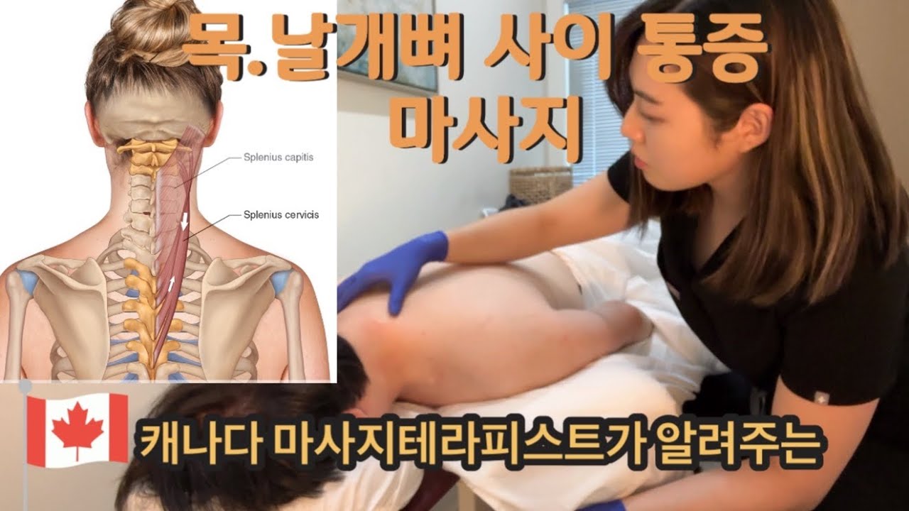 날개죽지 견갑골 사이 통증 마사지 꿀팁 [무조건 강하고 압이 쎈 마사지 노노!!!] 마사지의 신세계 영상 Splenius cervicis palpation massage 경판상근
