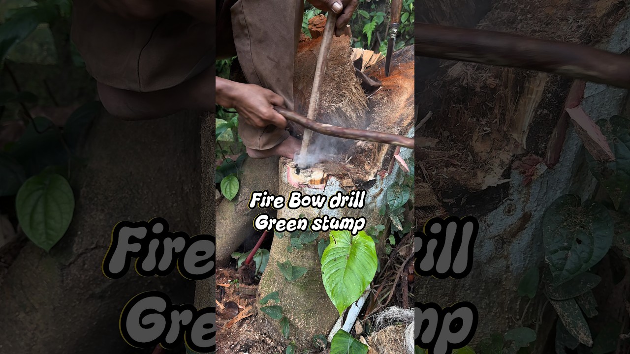 Fire Bow drill Green stump #primitivefirelighting #bushcraft #survival #firemaking