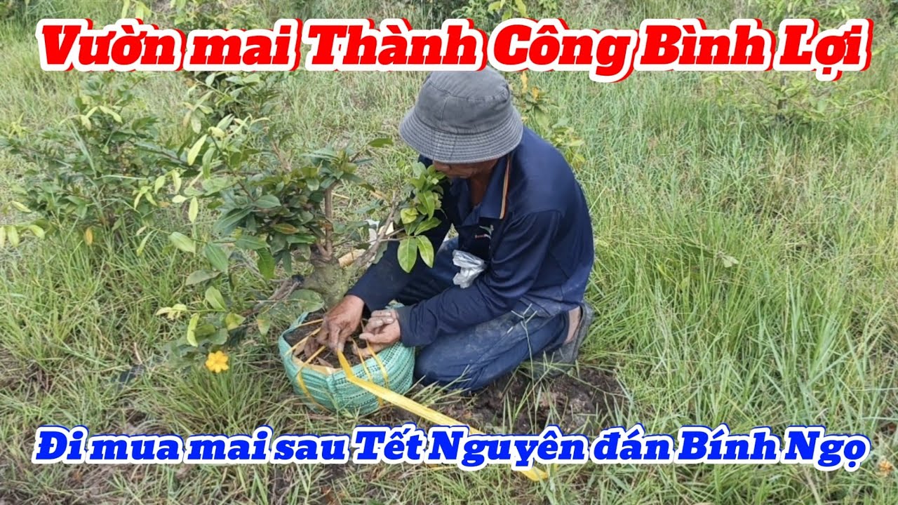 Mua mai đầu năm 2026 tại vườn mai Thành Công Bình Lợi Thành Phố Hồ Chí Minh 