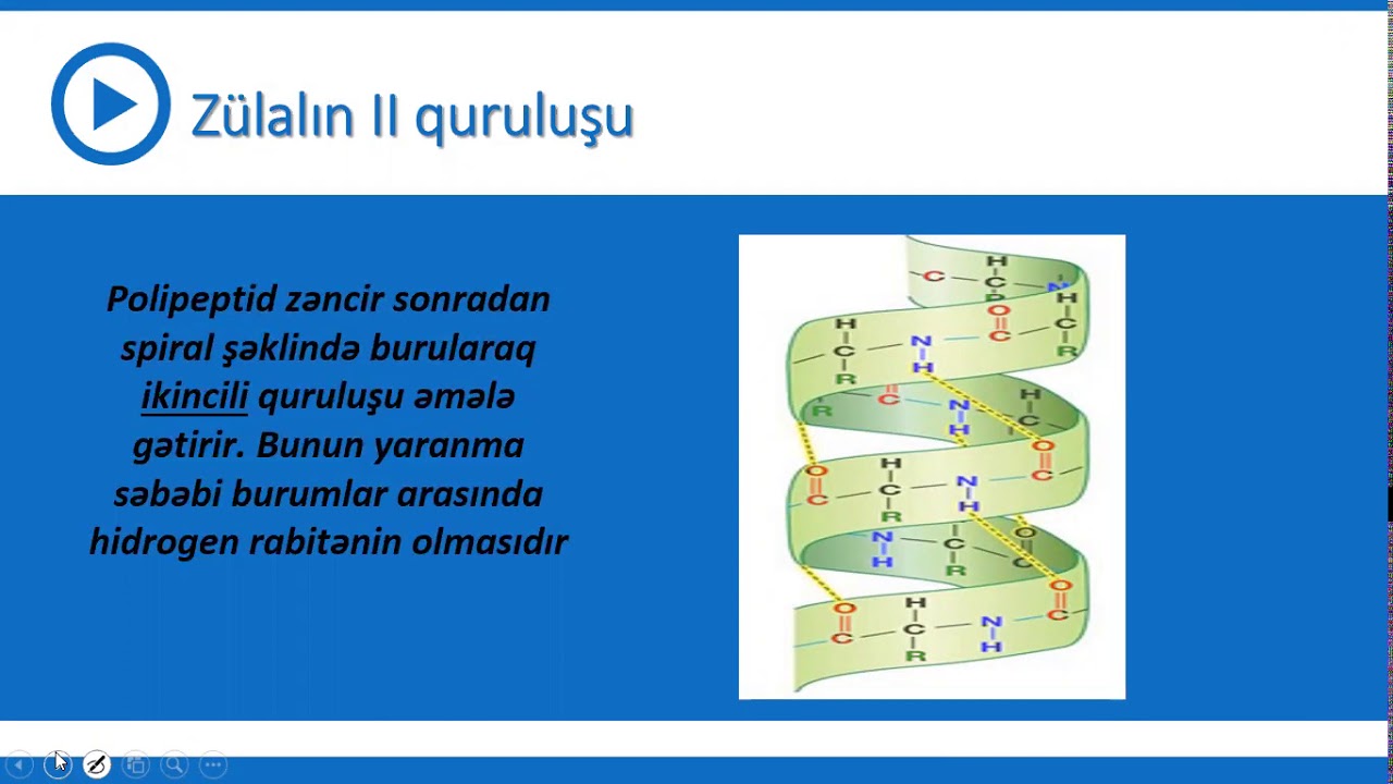 9-cu sinif Biologiya - Zülalların quruluş səviyyələri