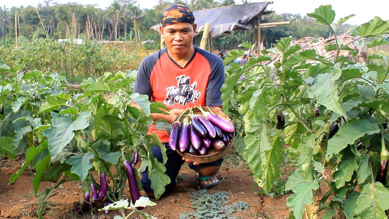 Terong ungu bakar bumbu pecak terong crispy pedas manis