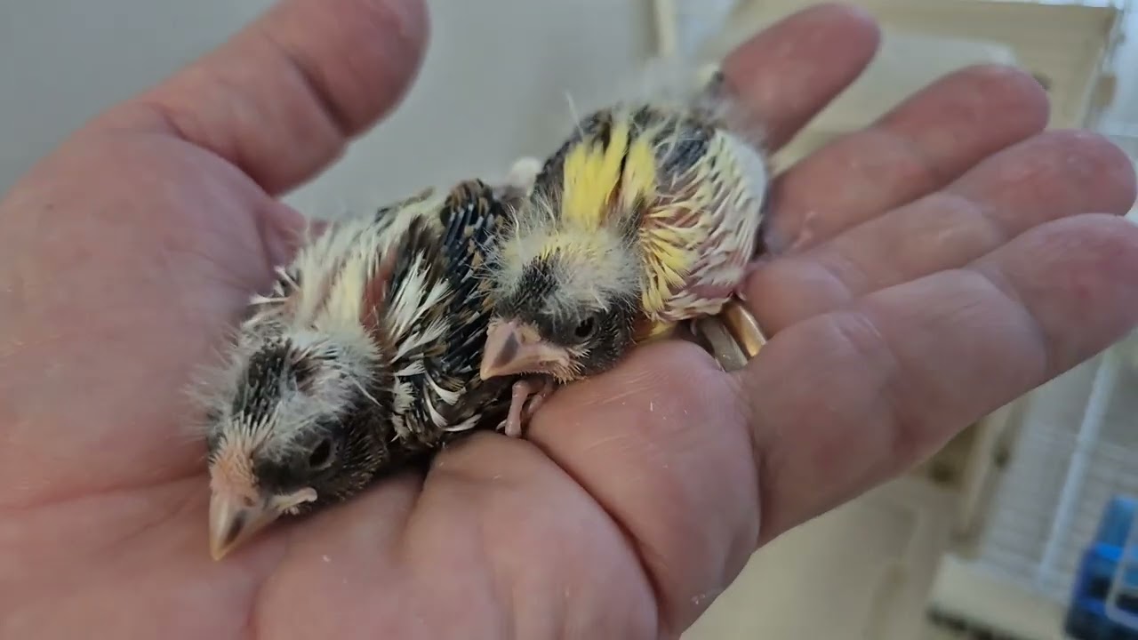 Este gresit să ținem canarii de cântec în aceeasi încăpere cu papagalii?