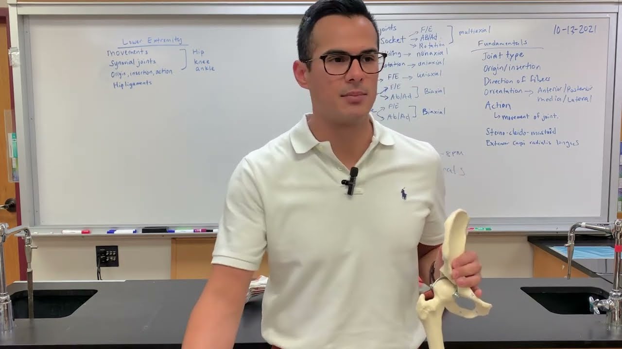 Origin, Insertion, and Action of Muscles in Lower Extremity