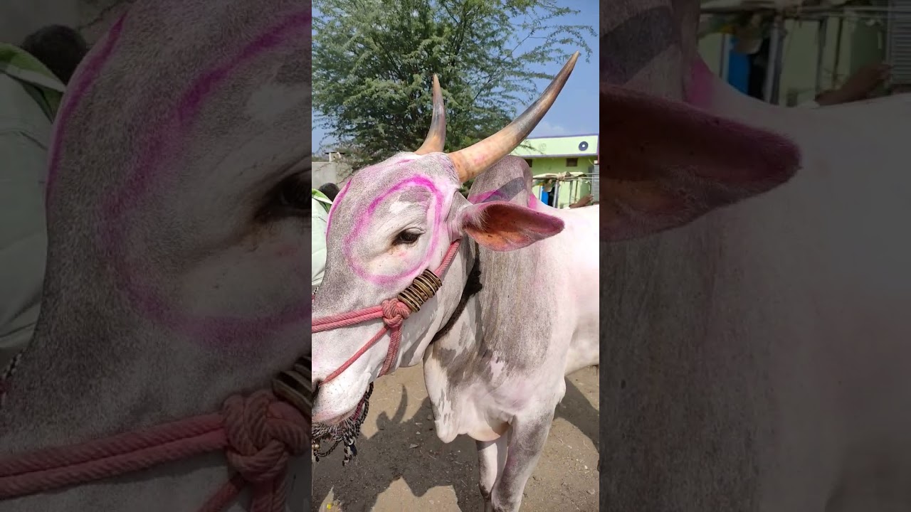 Tha Biggest Khillar Bull Yemmiganur Market