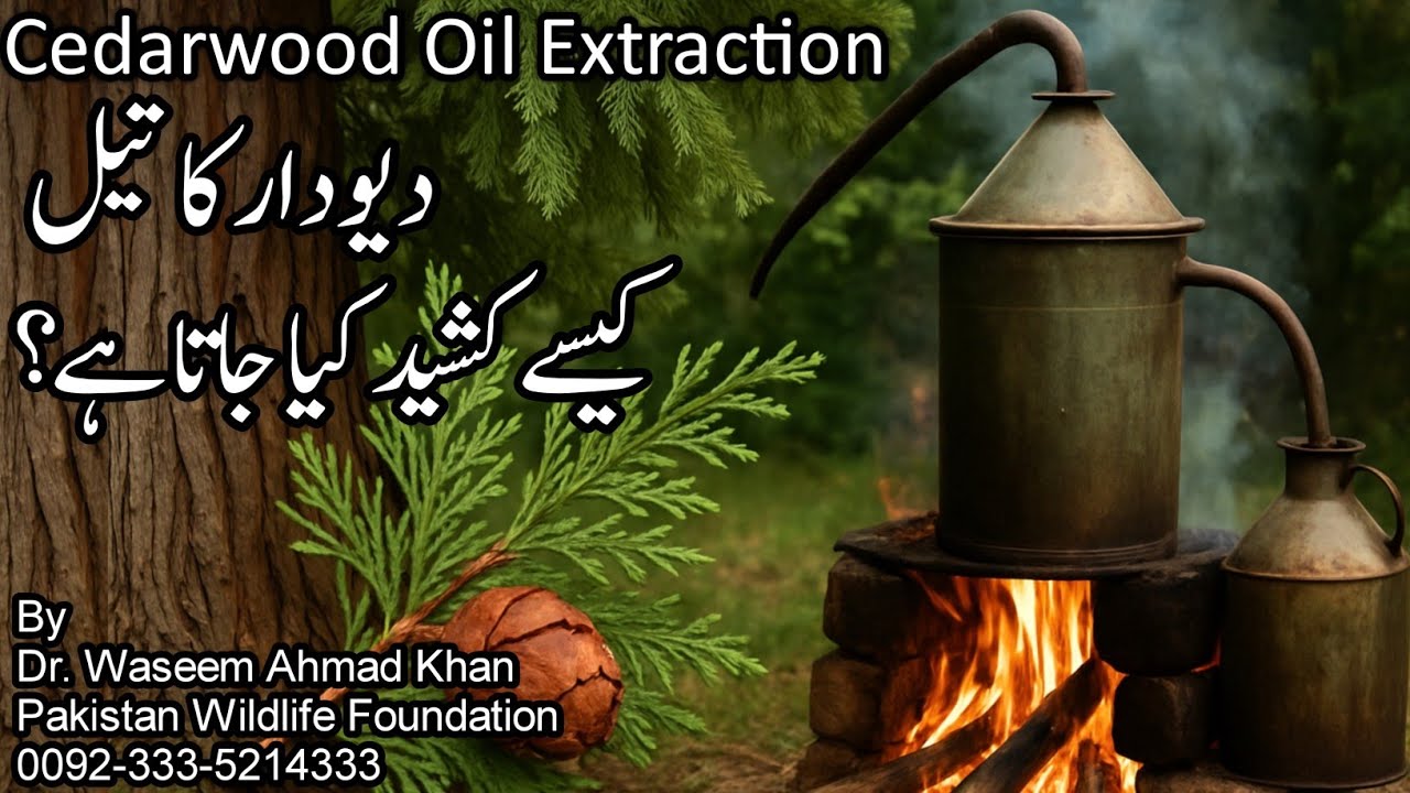 Traditional Way Of Extracting Cedarwood Oil | Deodar Ka Tail Kaisay Nikala Jata Hai | Deodar Ka Tail