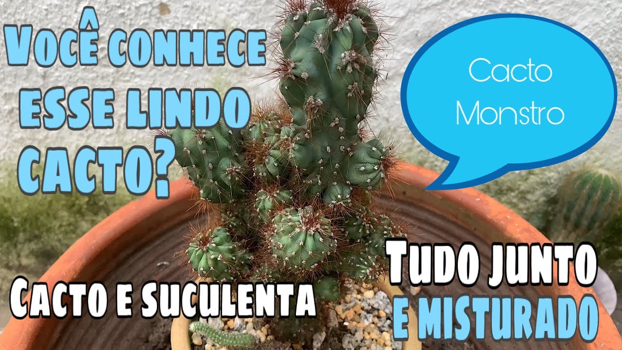 Cacto Monstro | Dicas de cultivo e replante