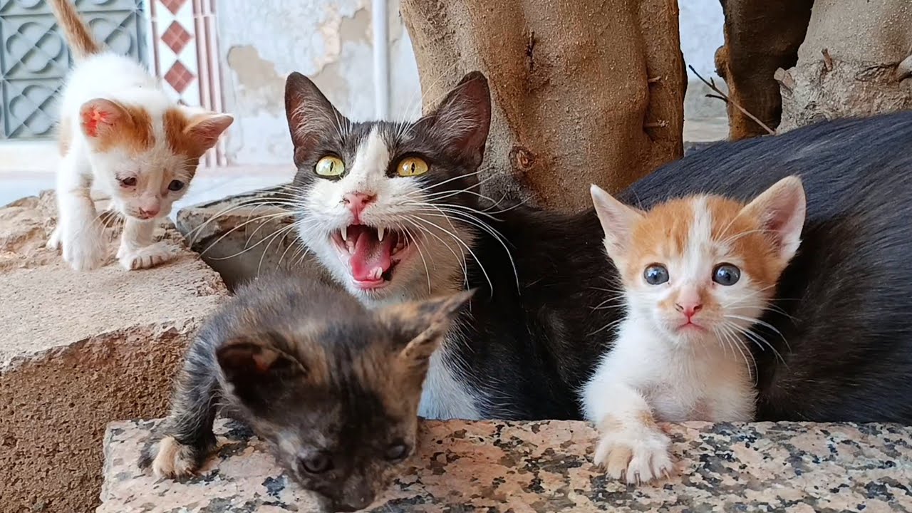 Mother cat meows to call her kittens from under the tree into the box I prepared