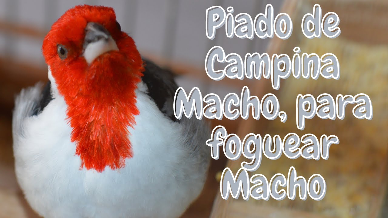 MELHOR PIADO DE GALO DE CAMPINA MACHO PARA FOGUEAR CAMPINA MACHO
