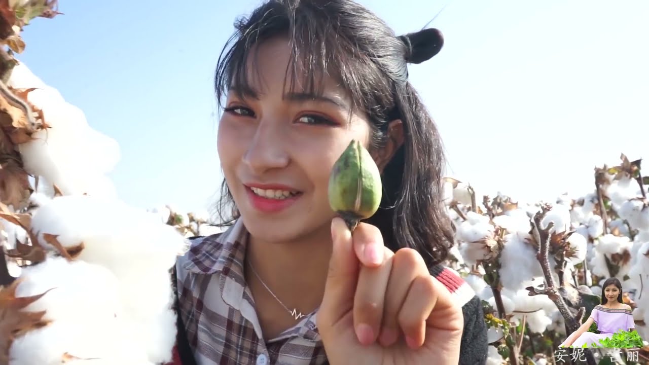【安妮古丽】 新疆棉花怎么收割？维吾尔美女告诉您