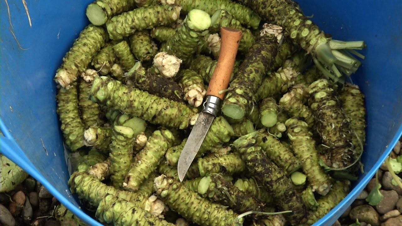 Cultivating Wasabi: A Labor of Love and Sustainability