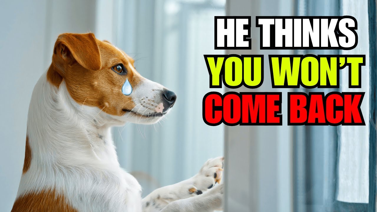 Never Make This Mistake When You Leave Your Dog Home Alone